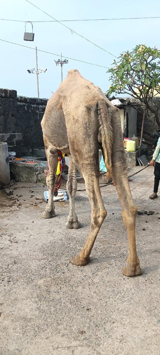 બે વર્ષ ના નેસ છે