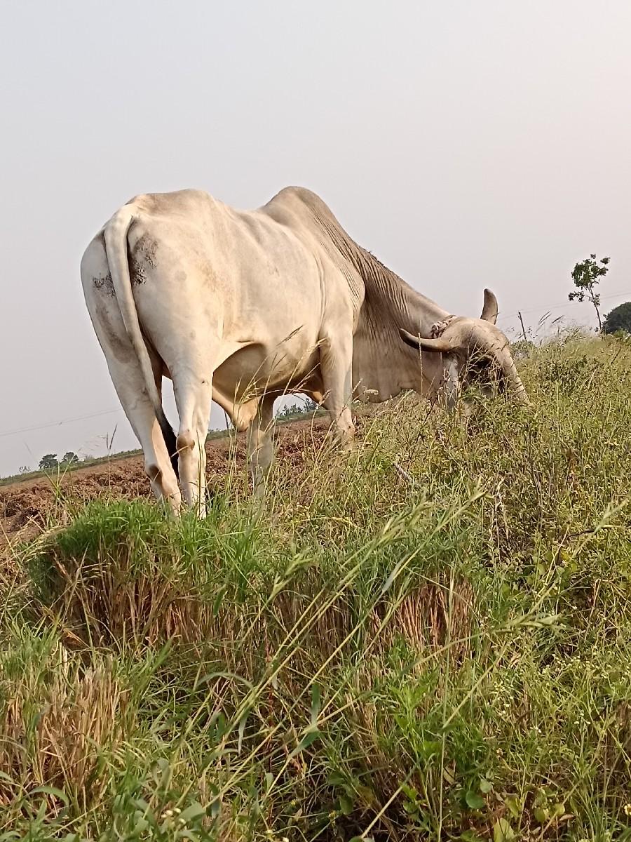 થંબનેલ 2