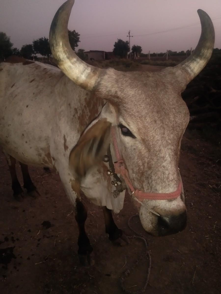બળદ વેચવાનો છે