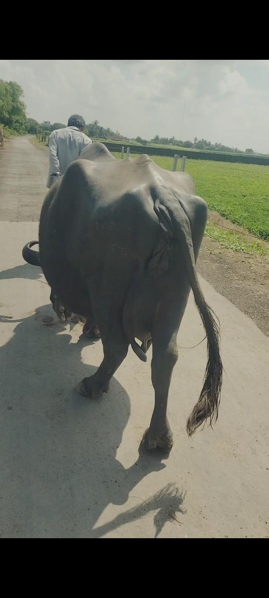 થંબનેલ 2