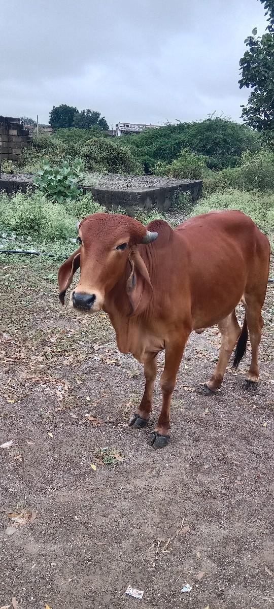 थंबनेल 2