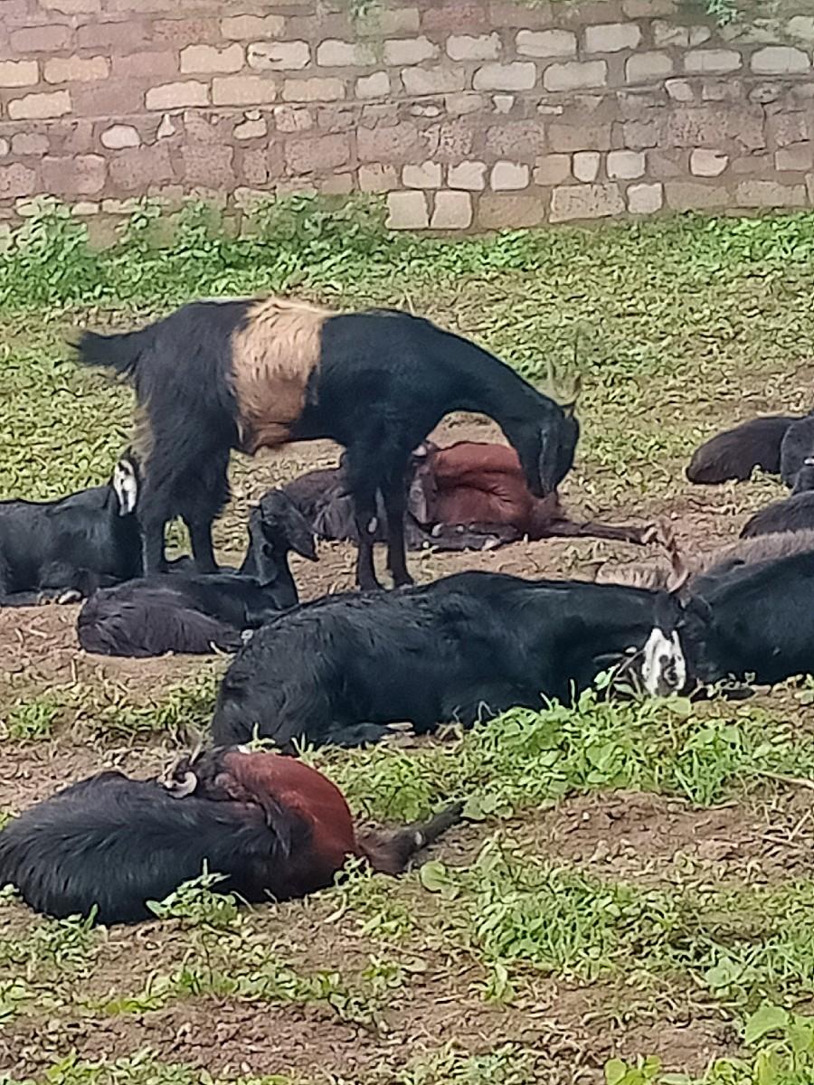 બકરિયું વેચવાની છે.