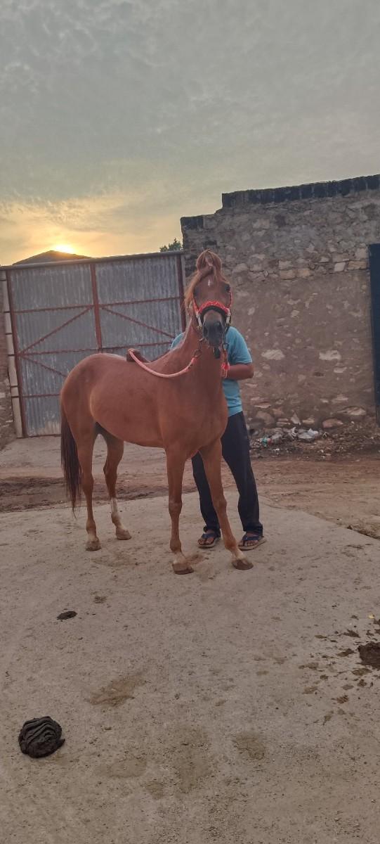 थंबनेल 3