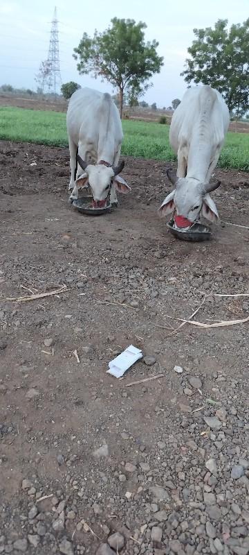 એક વાવણી કાઢેલ છે