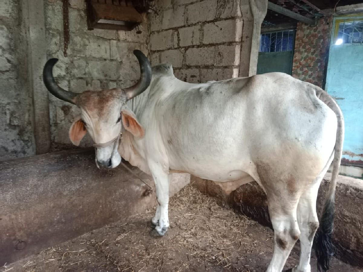 थंबनेल 2