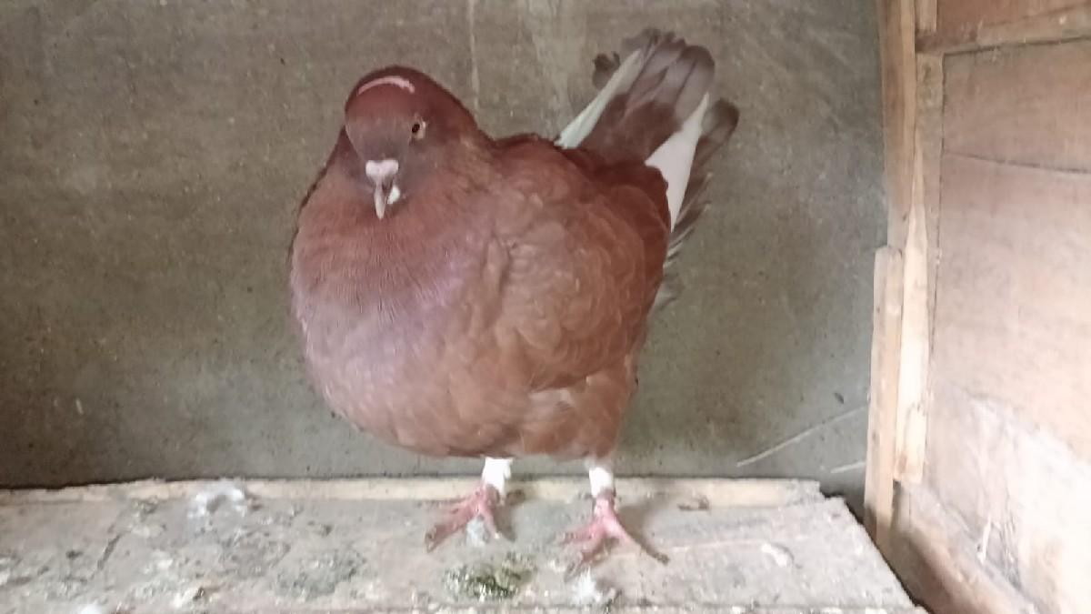 આ કબુતર દેવા નું છે કિગ