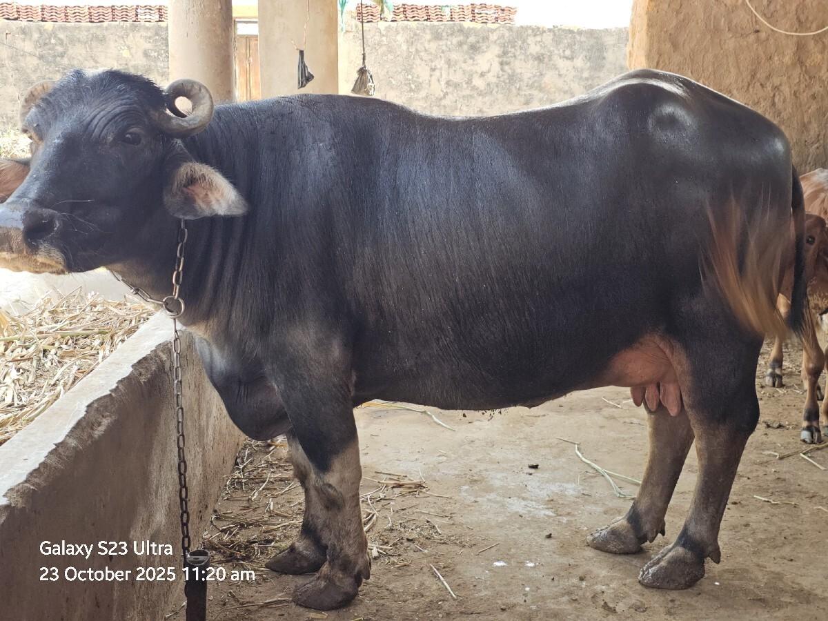 થંબનેલ 3