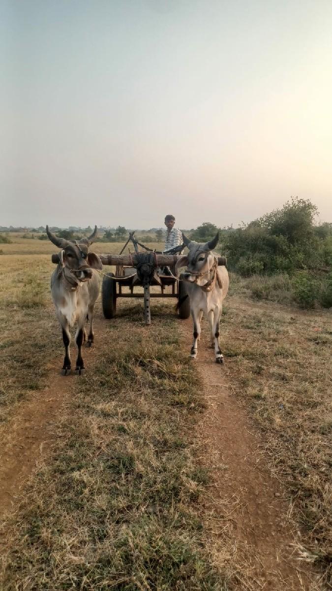 વેસવાનાછે