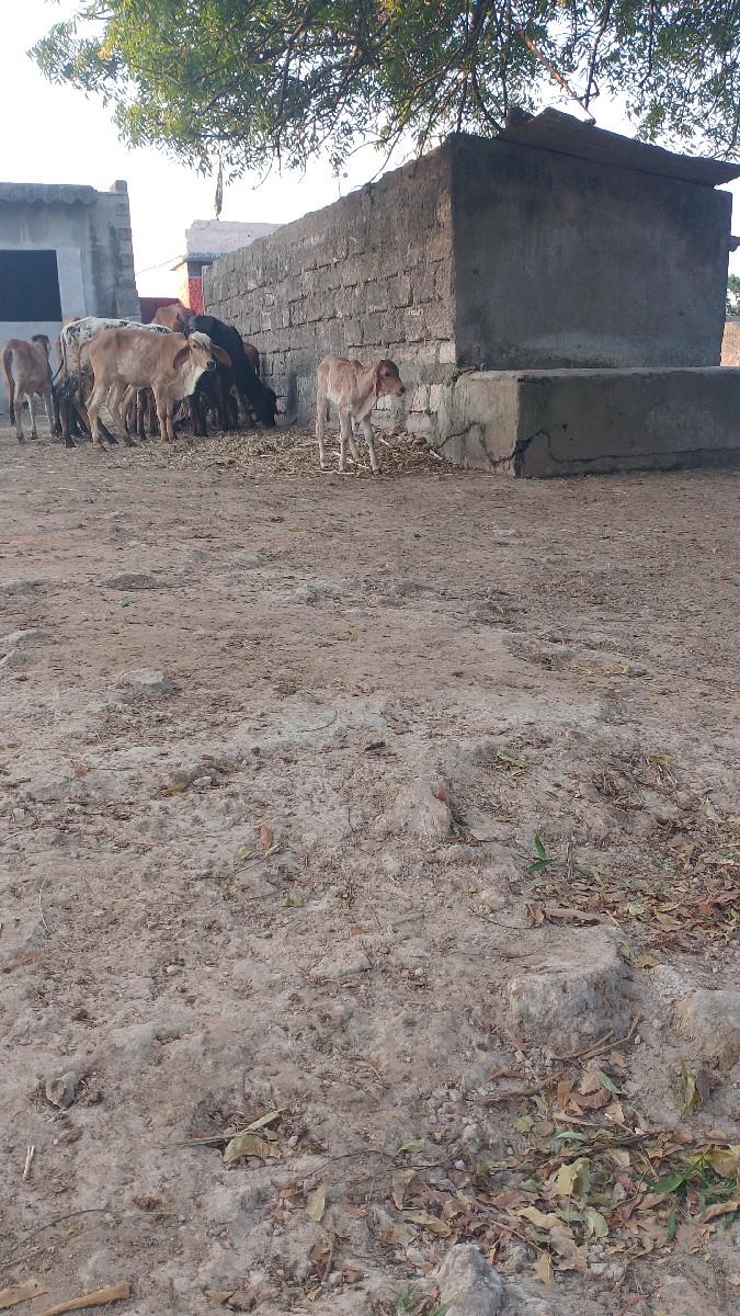 ગૉવાર ની જરૂર છે