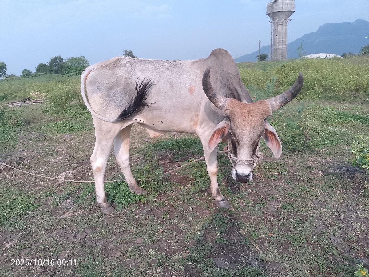 21000 રૂપિયા બળદ વેચવાના છે