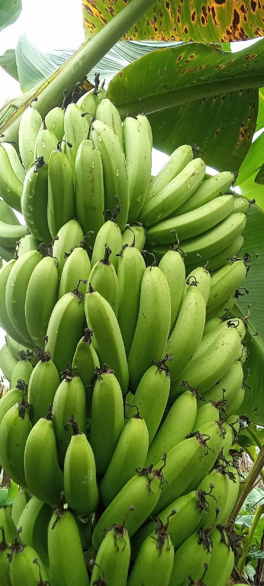 કેળ નો બગીશો વેશવાનો છે 3 વિધા