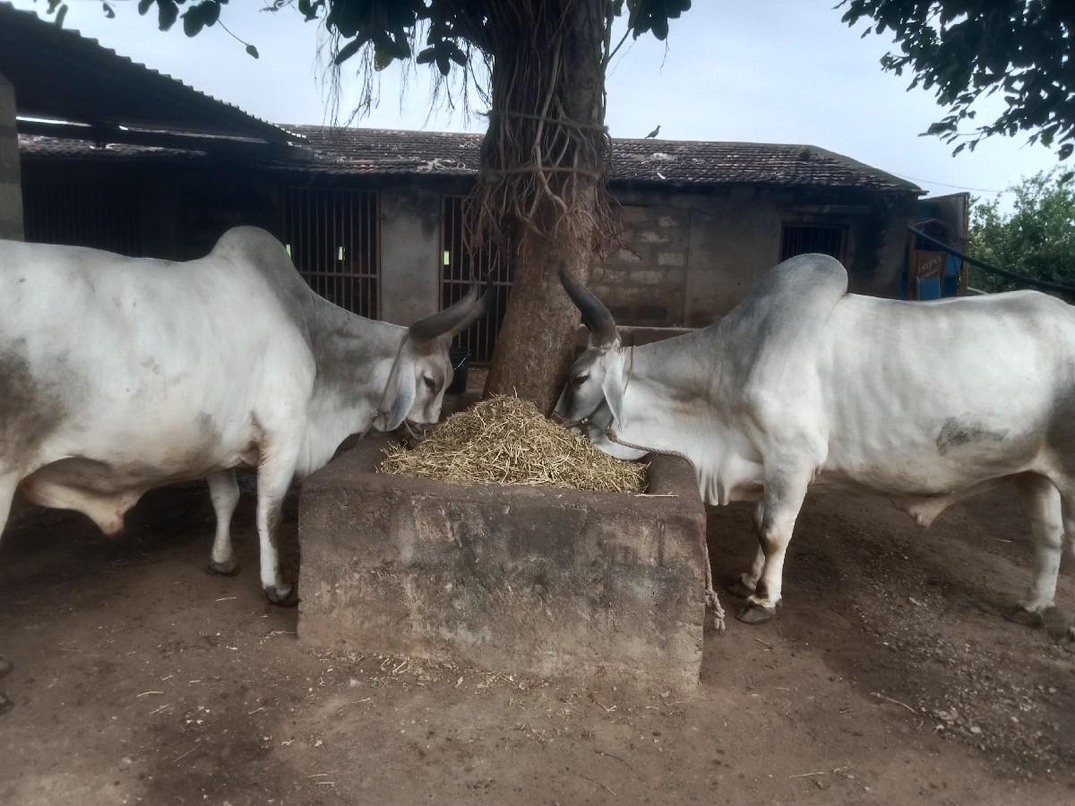 ગોઢલા વેચવાના છે