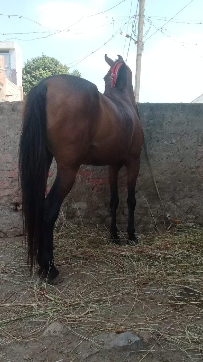 ખુલા કાન ની સંધણ છે