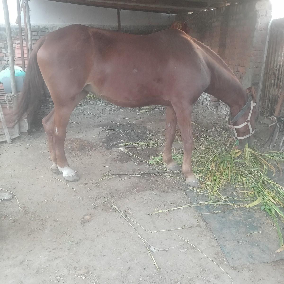 સાટાકરવાછેઘોડીઘોડોહાલે