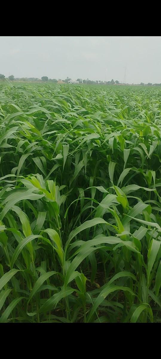 લીલી ગુંદરી મીઠી રસદાર વેચવાની