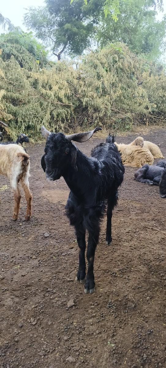 થંબનેલ 3