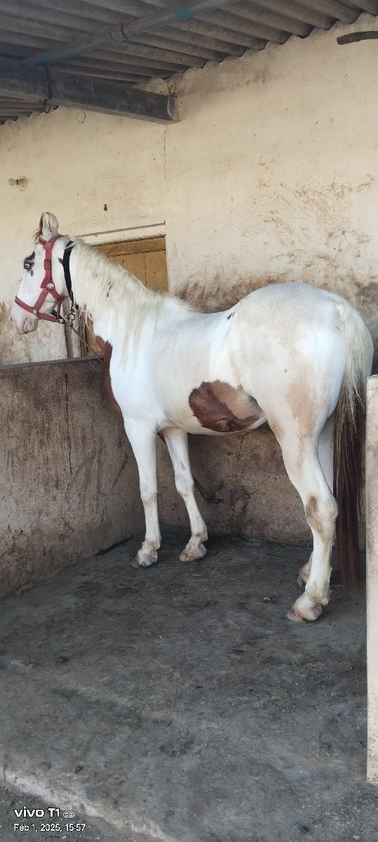 ઘોડી વેશવાની છે