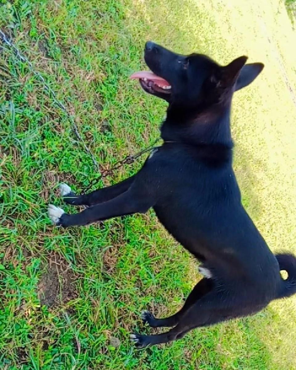 કૂતરો વેચવાનો છે.