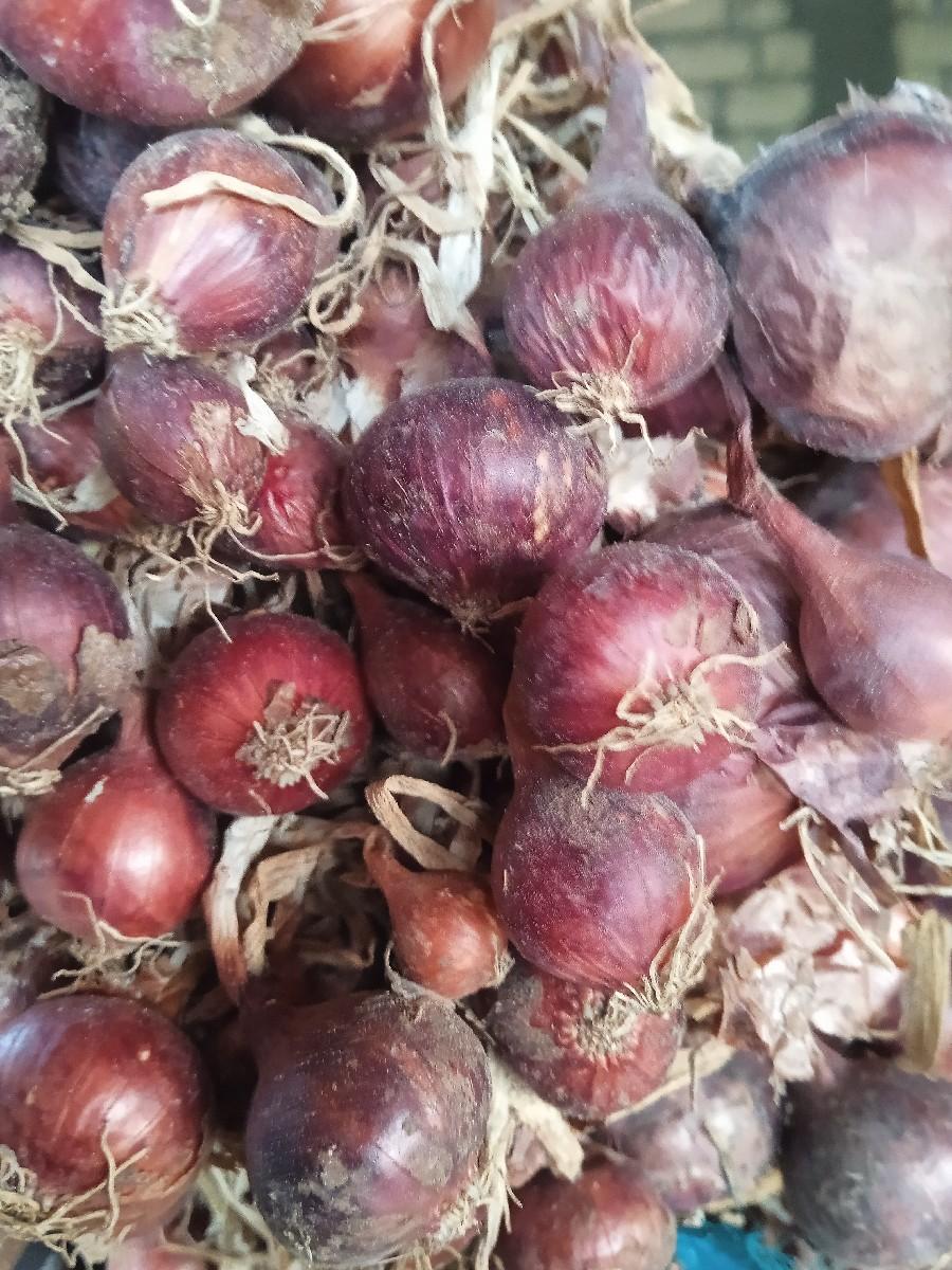 લાલ ડુંગળી ની કળી વેચાવ છે.