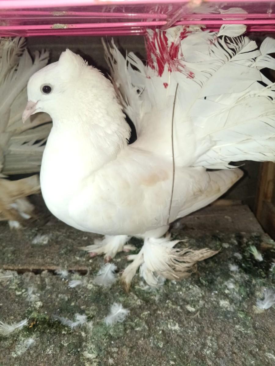 કબૂતર દેવાના છે