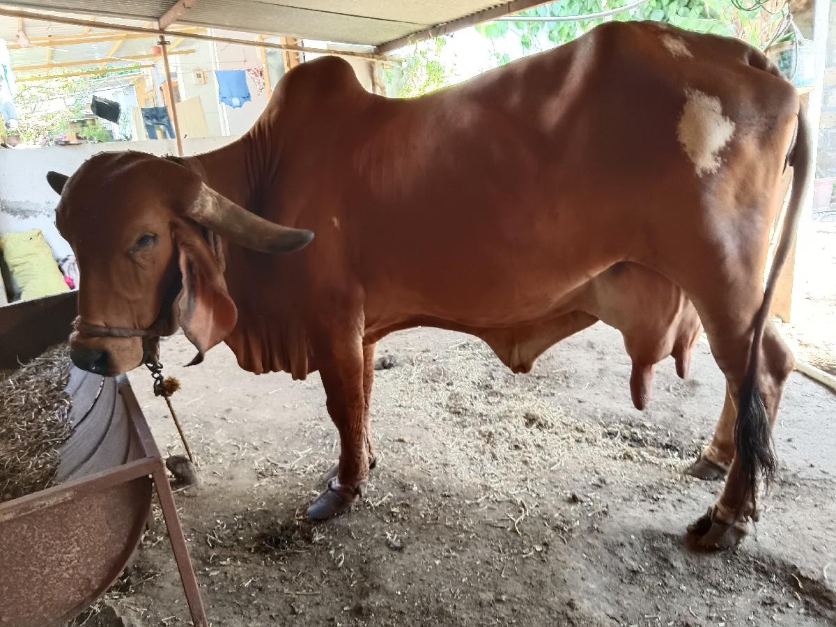 થંબનેલ 3