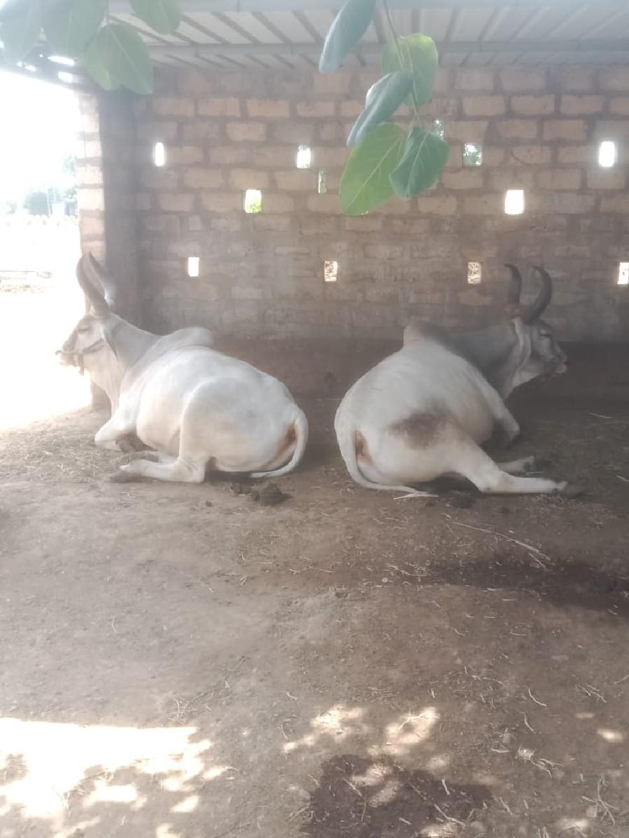 ગોંઢલા વેચ વાના  છે