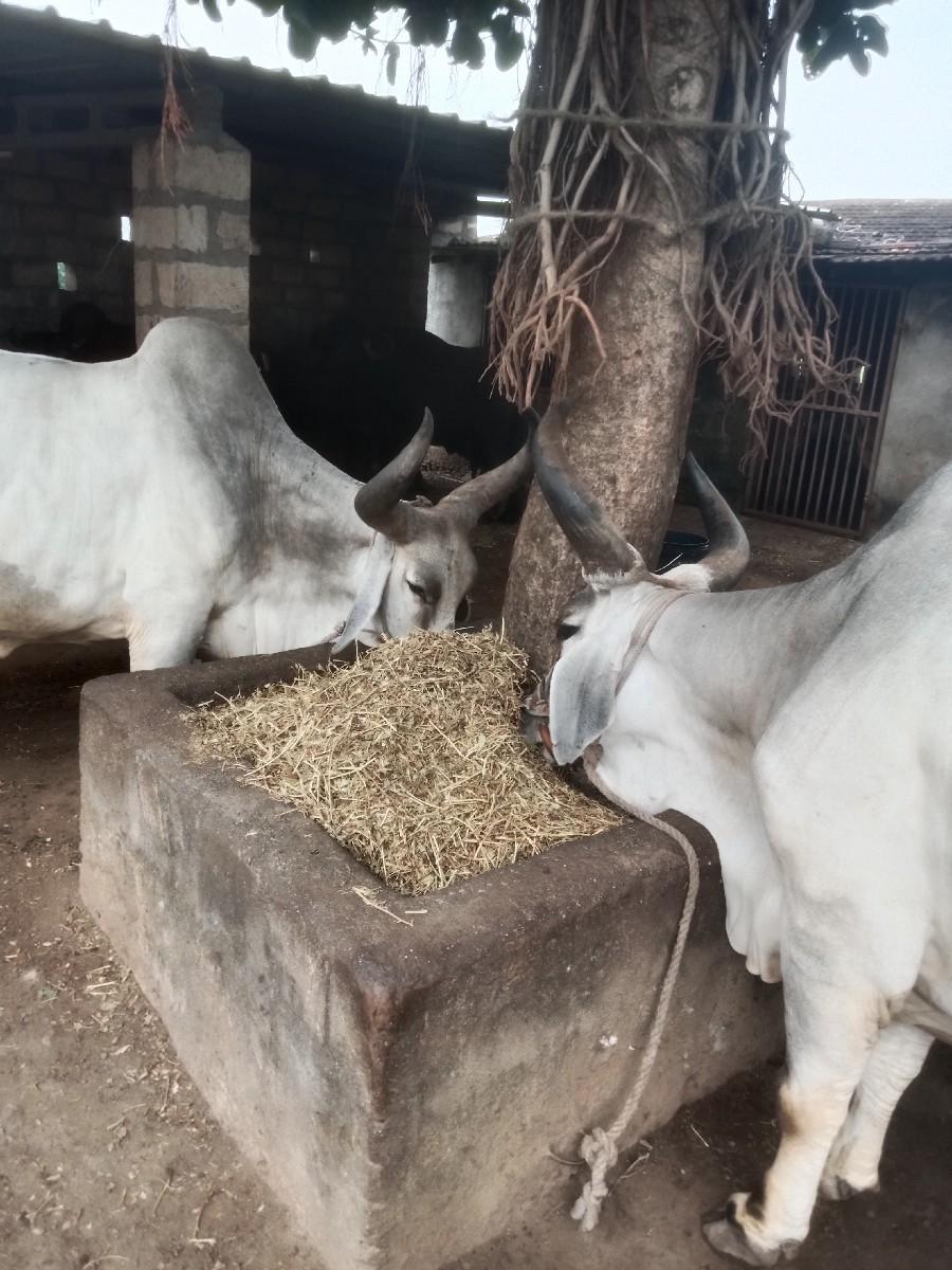 થંબનેલ 3