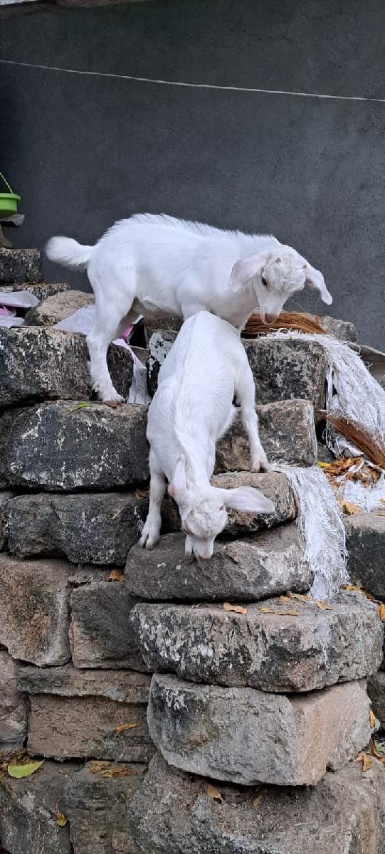 બકરા વેચવાના છે 5 નંગ