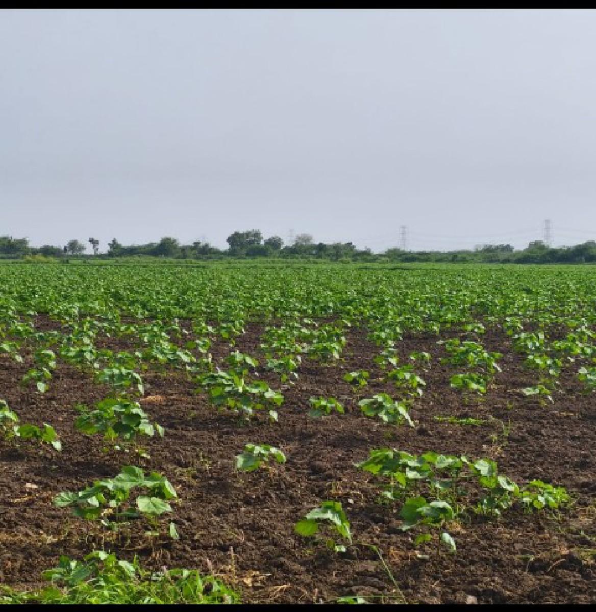 જમીન વેચવા ની છે જુ. શ 10 વીઘા