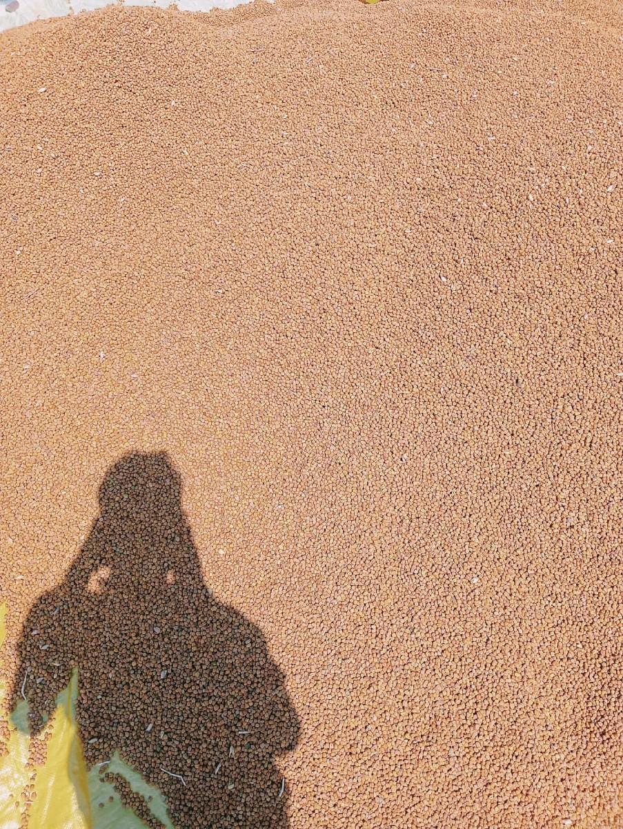 સુપર ઘઉં બિયારણ માટેના સાગર કંપની6