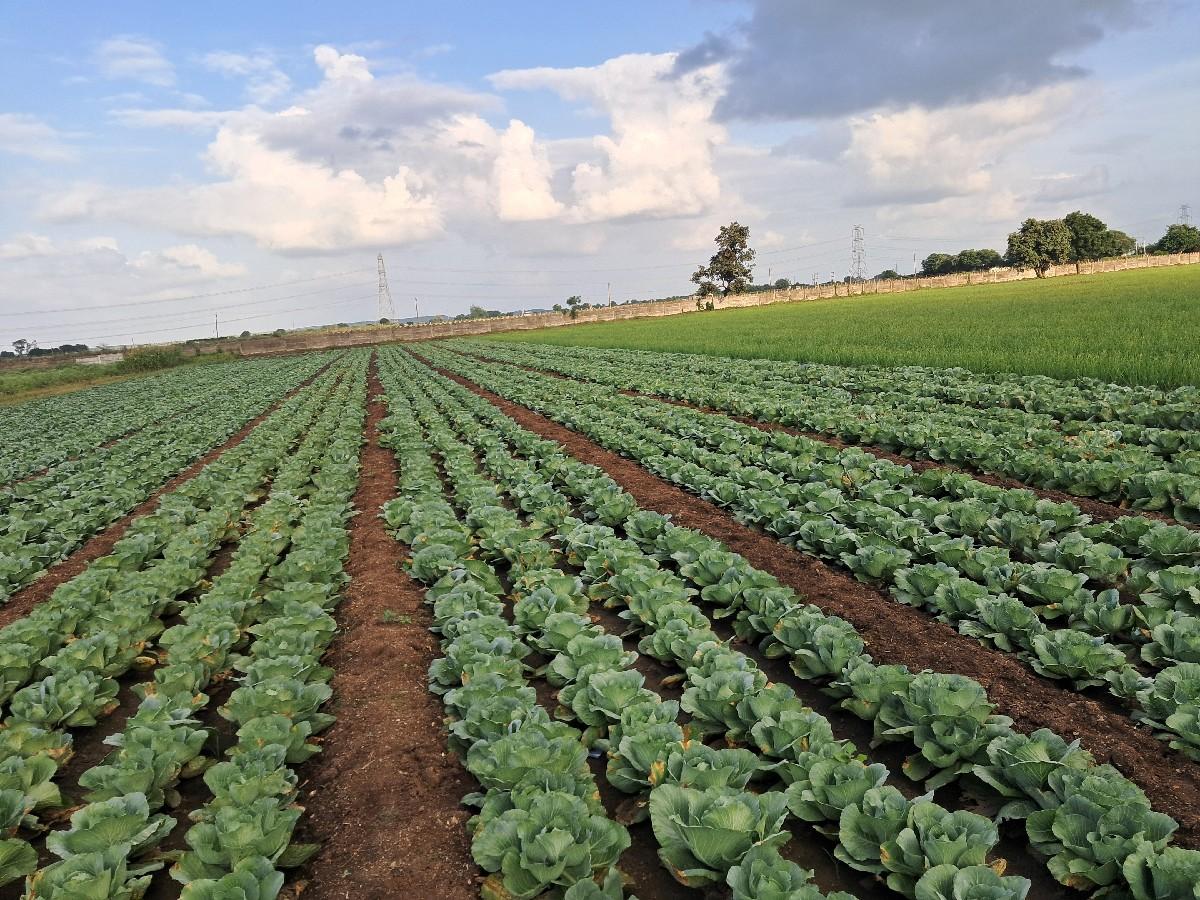 30 વીઘા જમીનમાં 4 ભાગે વાવવાં