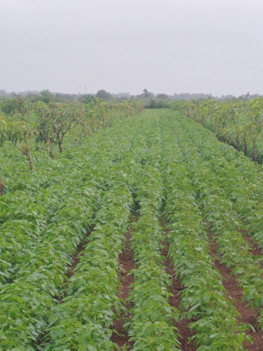 નારીયારી ના બગીચાનો ઈજારો દેવાનો