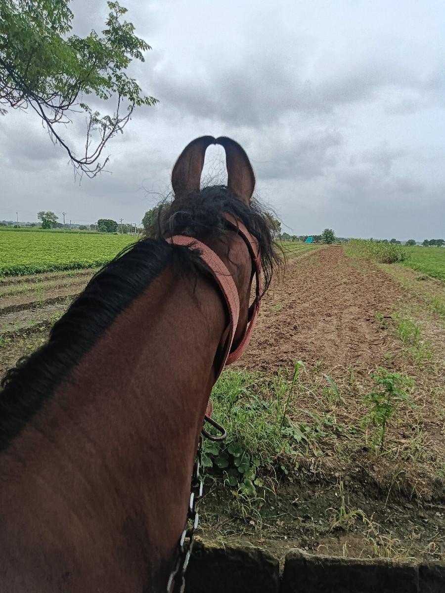 વછૅરી વૅચવાની છૅ