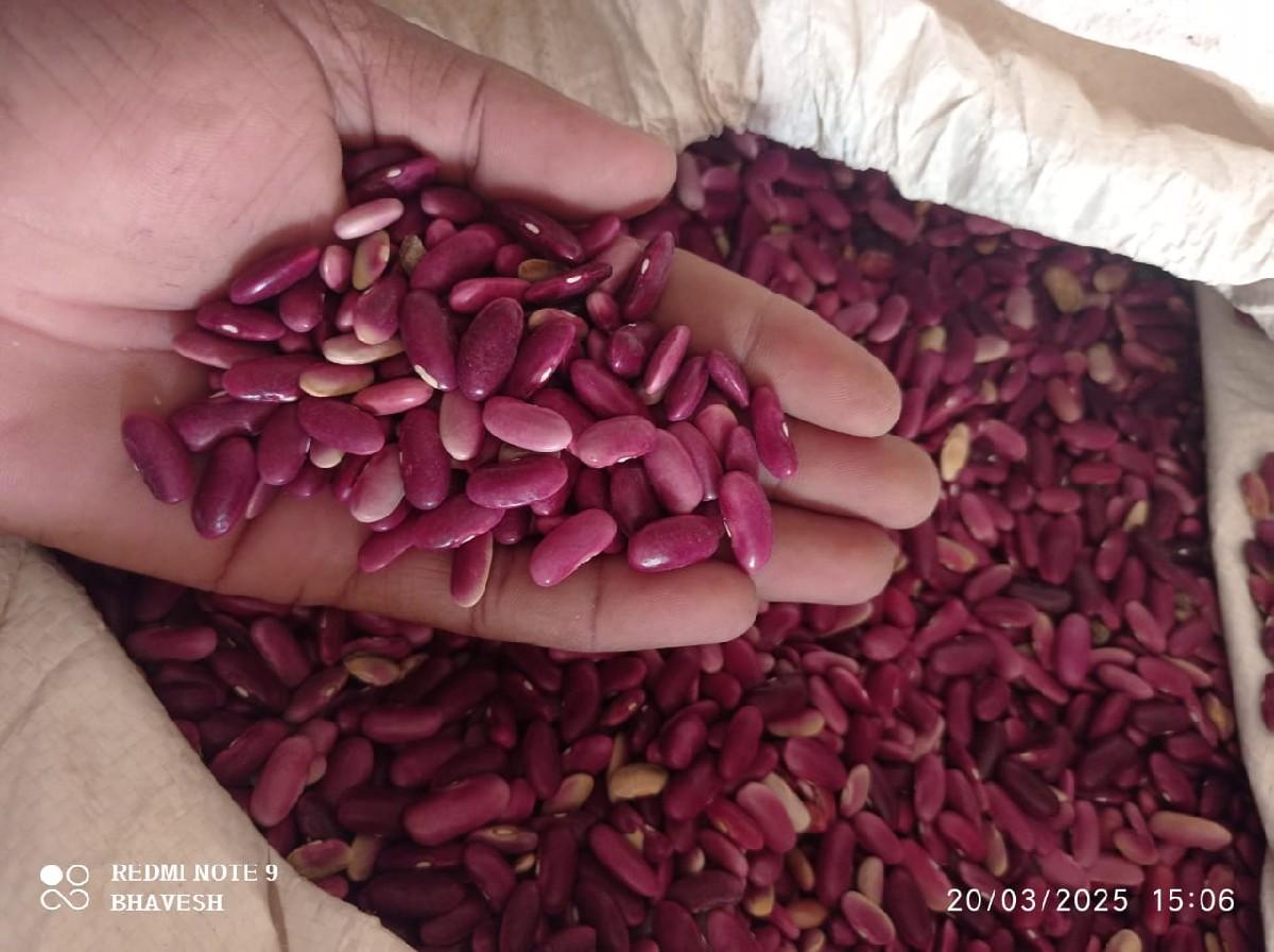 રાજમા વેચવાનો છે બીયારણ માં