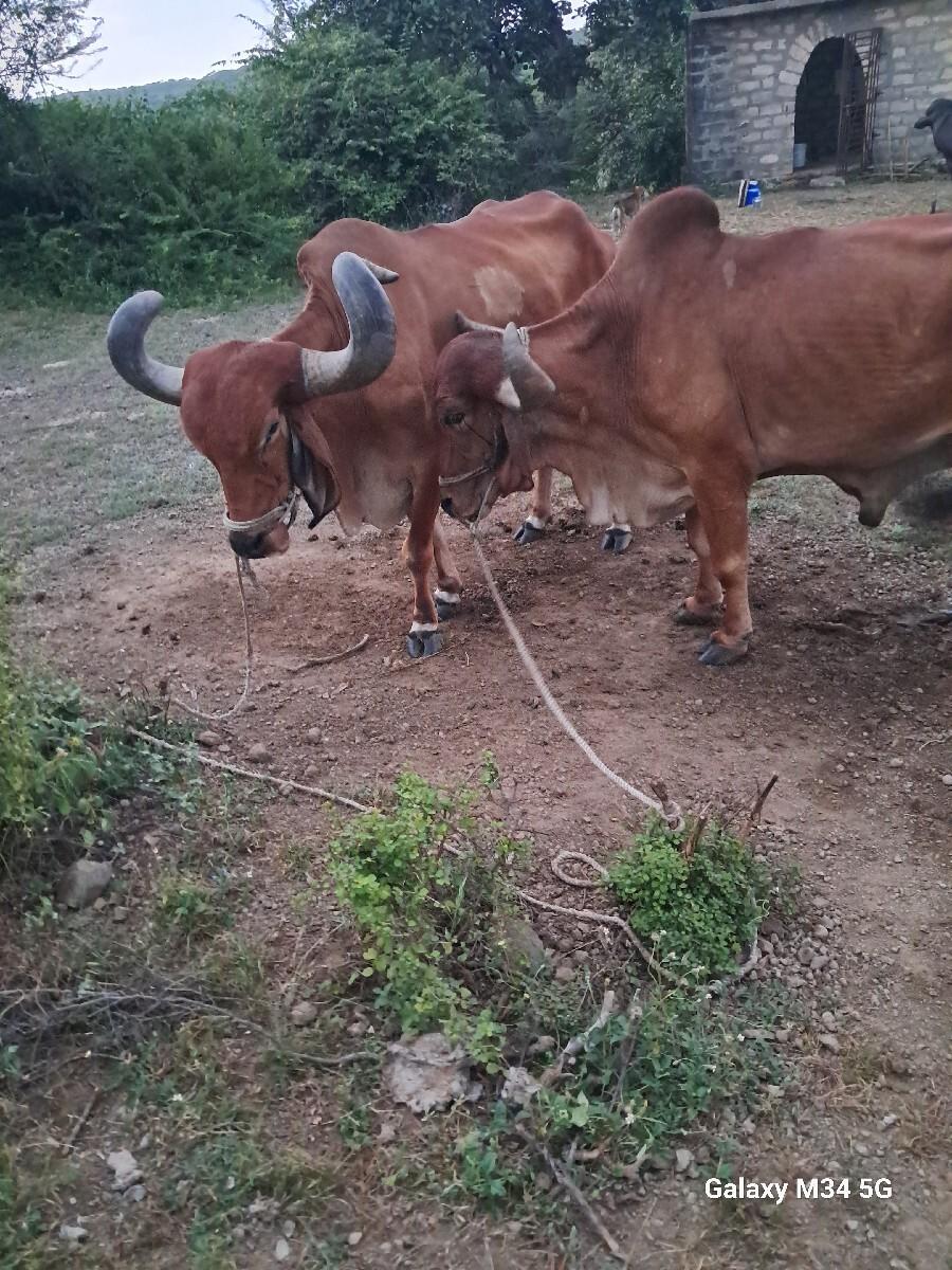 બળદ  દેવા  na se