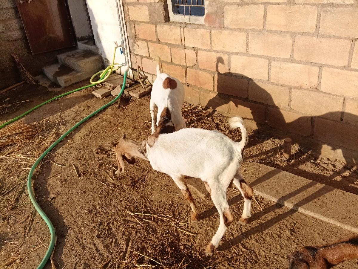 થંબનેલ 3