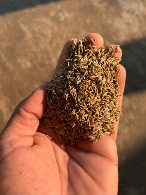 નિધિ નુ 4 નંબર જીરું 
20 કિલો ના 5500