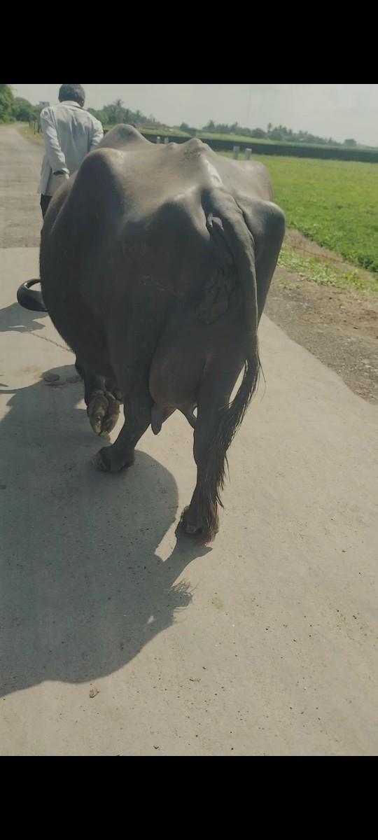 ભેસ વેચવાની છે