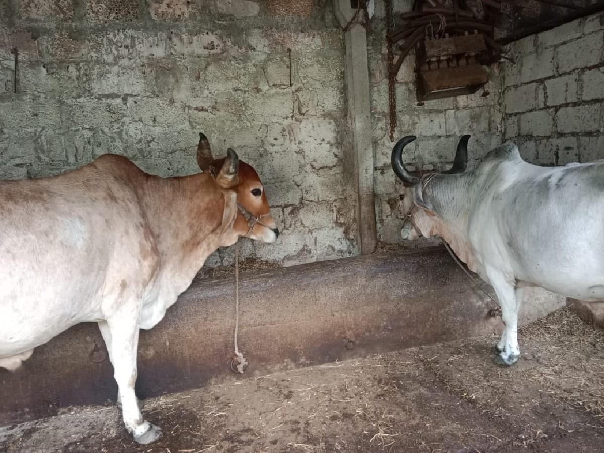 ગોઢલા વેચવાના છે