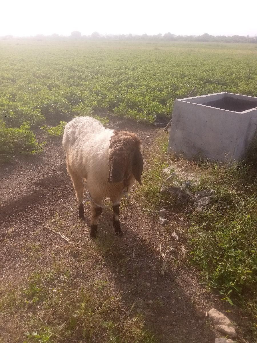 આ ઘેટો વેચવાનોછે