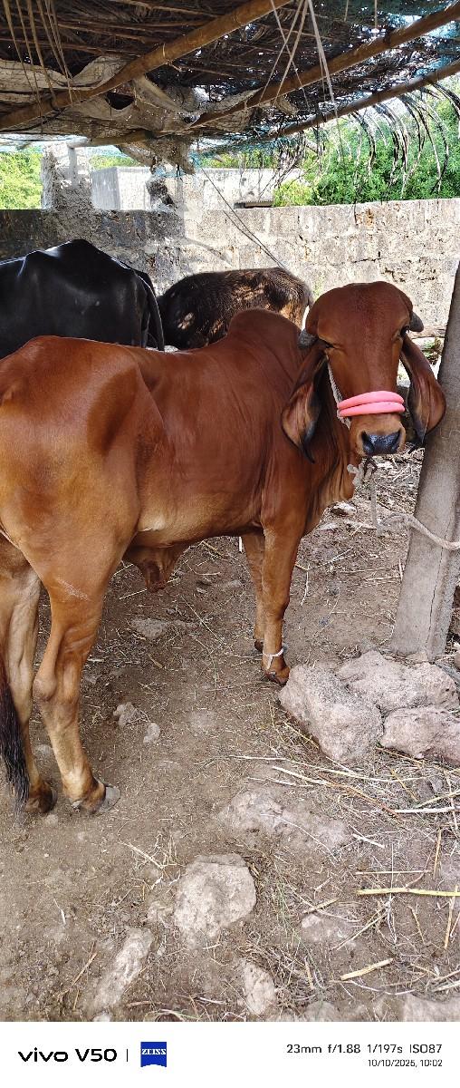 થંબનેલ 3