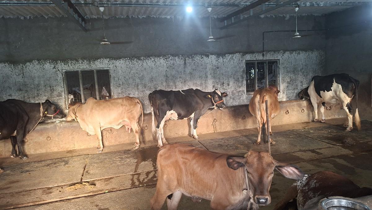 તબેલા માટે માણસ જોઈએ છે