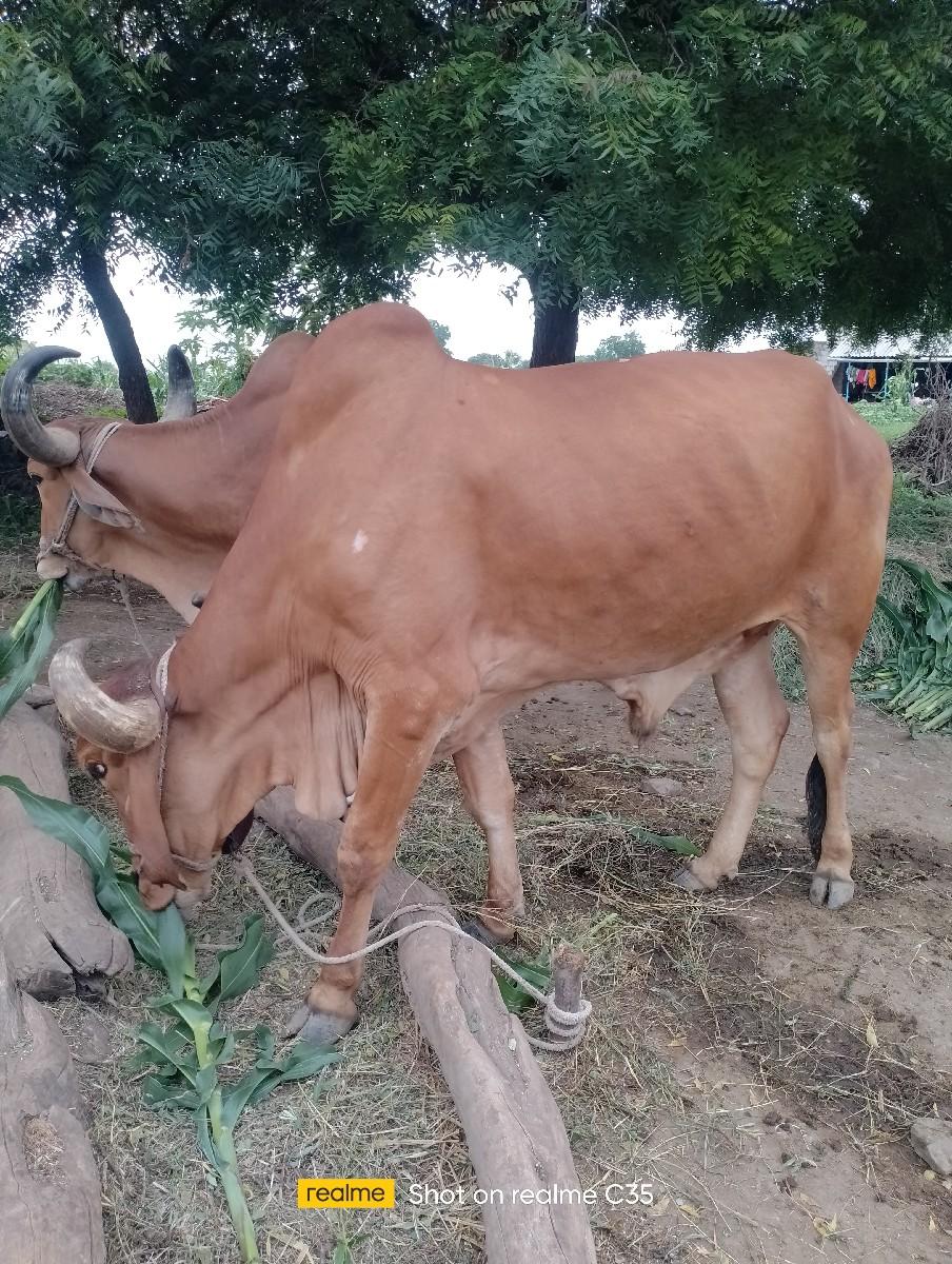 બળદ વેચવાના છે