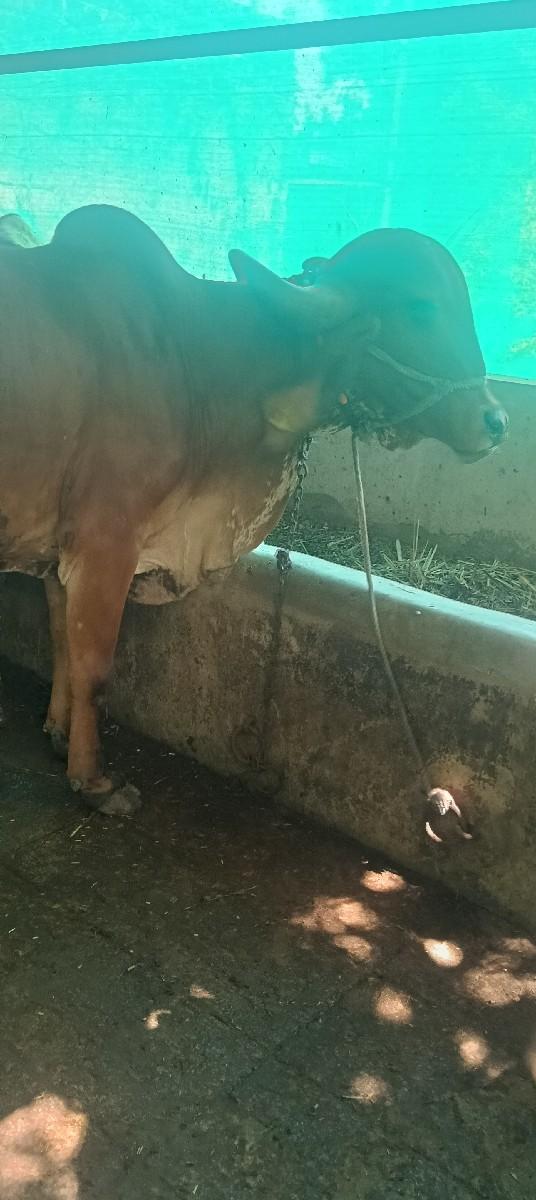 थंबनेल 2