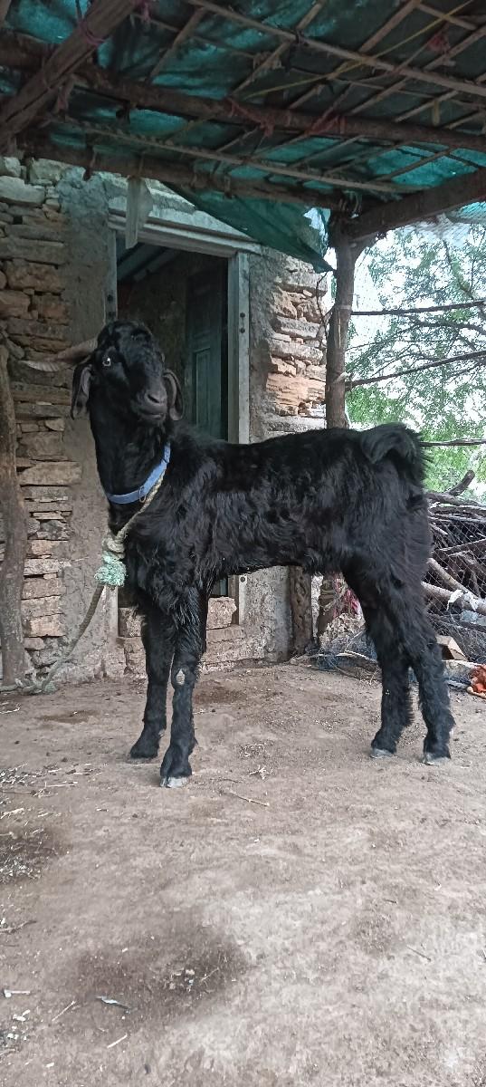 થંબનેલ 2