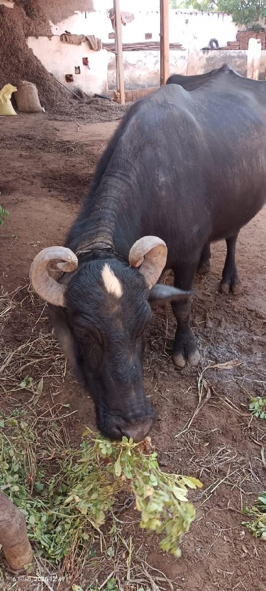 ભેસ વેચવાનીછે