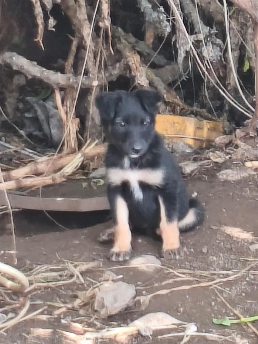 थंबनेल 3