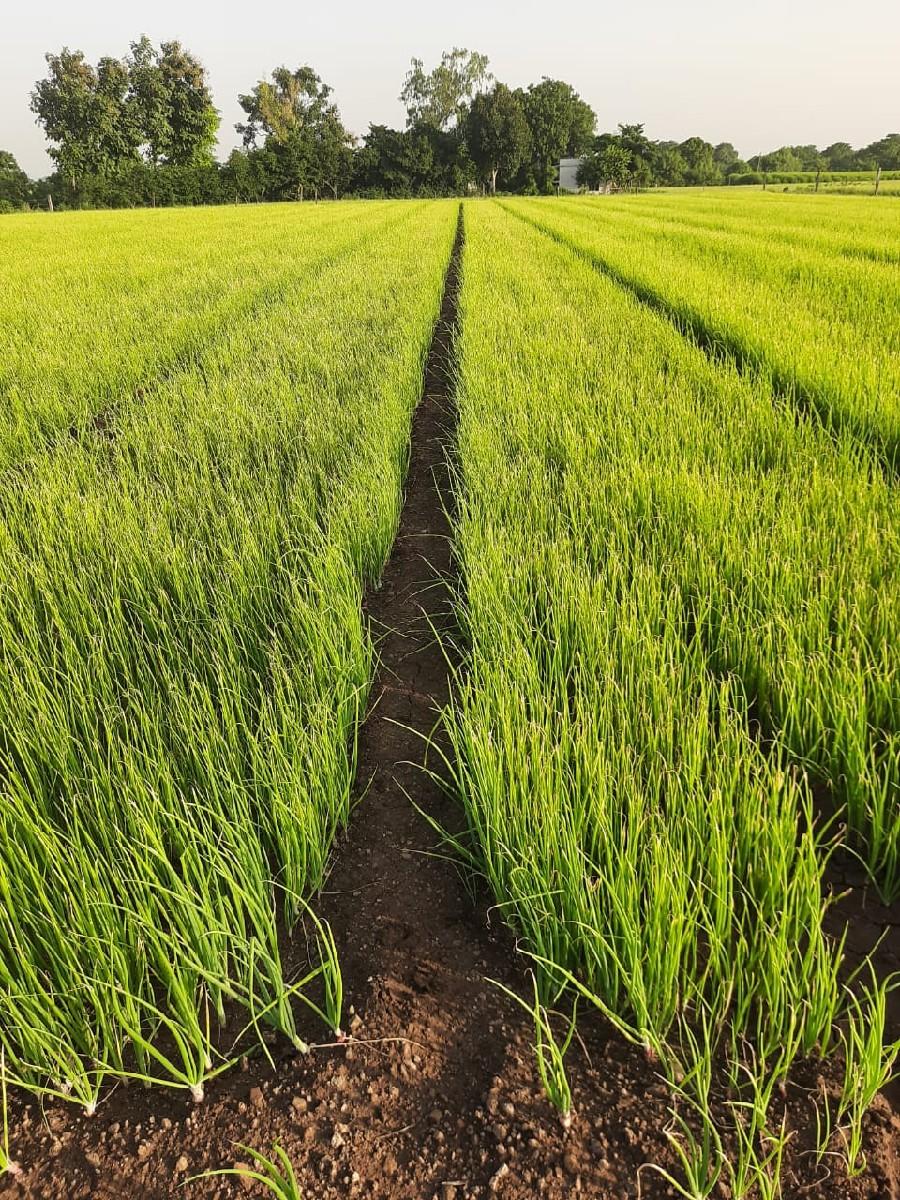 ડુંગળી નો રોપ વેચવા નો છે