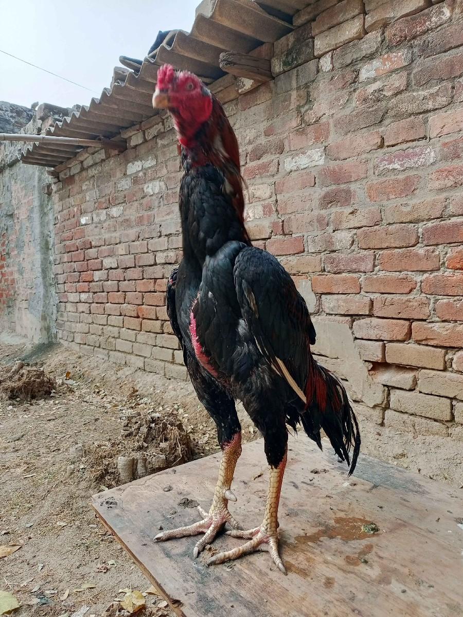 અસીલ મરઘા