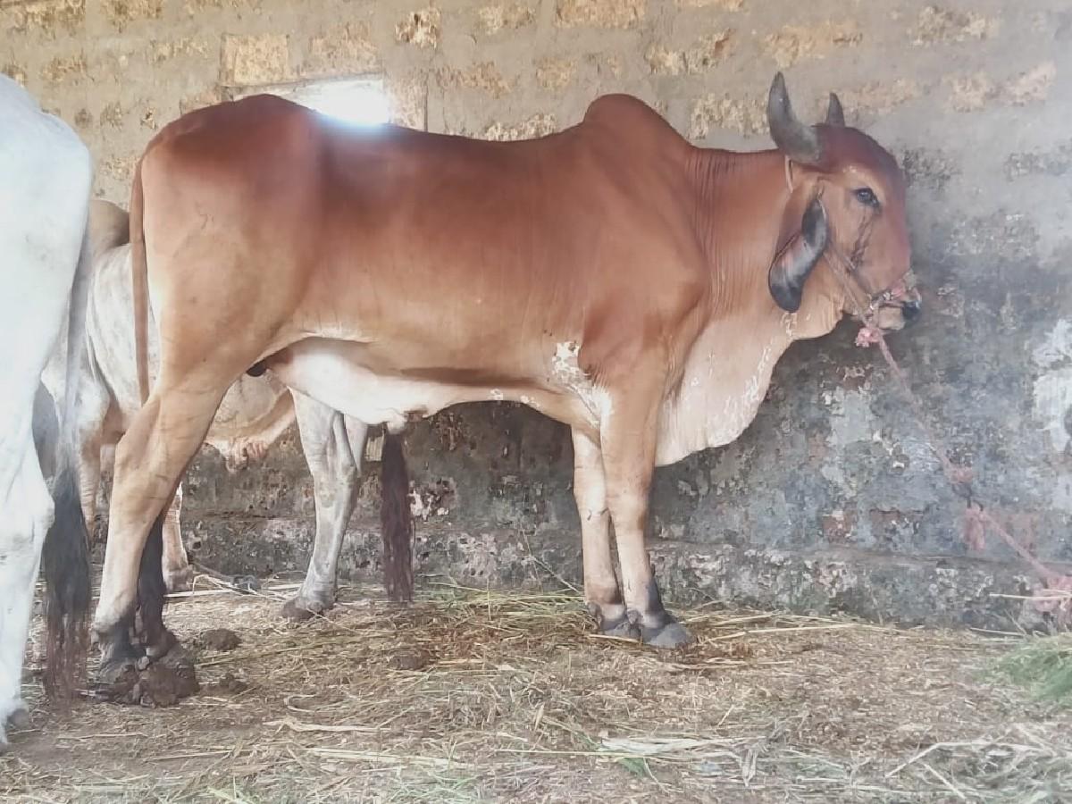 બળદ વેચવાનો છે
